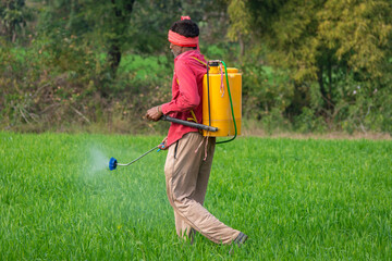 Indian farmer spraying fertilizer in his wheat field. Agriculture worker.