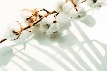 Flat lay Beautiful cotton branch on white background top view