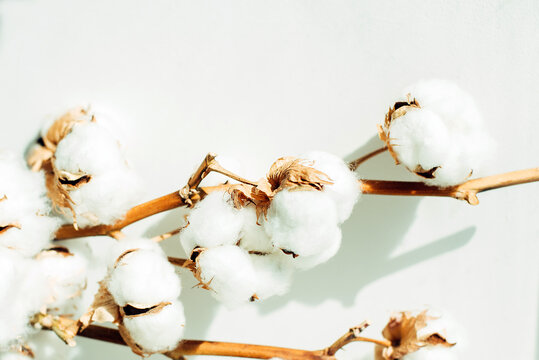 Branches of natural cotton on a white background close-up