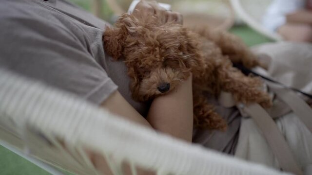 Family nap / pet