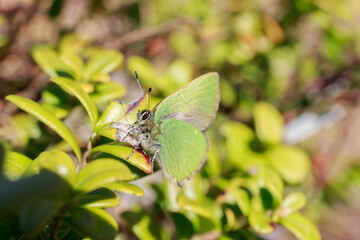 A stunning Green Hairstreak Butterfly (Callophrys rubi) perched on a leaf.