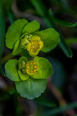 Obraz na płótnie Canvas Chrysosplenium alternifolium plant close up shoot 