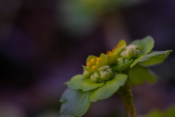 Chrysosplenium alternifolium plant, macro shoot	