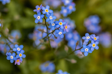 Myosotis flowers in the garden, close up shoot	