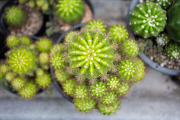 Fototapeta premium top view cactus in the garden