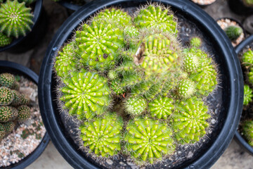top view cactus in the garden