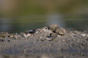 Kentish plover, Charadrius alexandrinus, alaçatı - Çeşme - Turkey