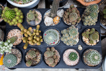 top view cactus in the garden