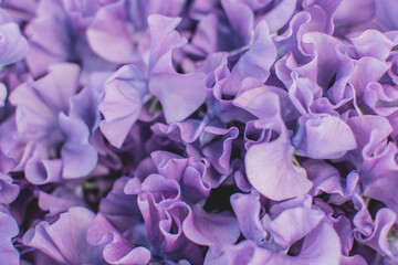 Macro/ gros plan de pétales de fleurs violettes