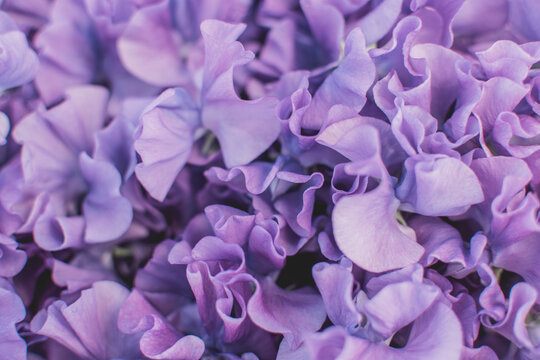 Macro/ gros plan de p&eacute;tales de fleurs violettes