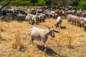 Obraz premium Herd of goats and sheep graze on the farm.