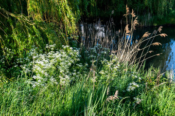 Artistic evening summer landscape with wildflowers and tall grass on the riverbank in natural colors, soft focus.