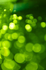 green blur background, holiday texture