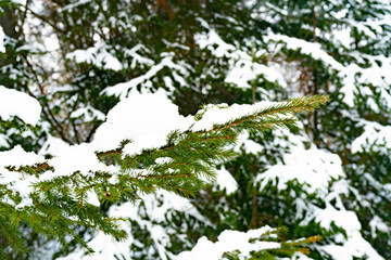Green branch of spruce in the snow in the park.