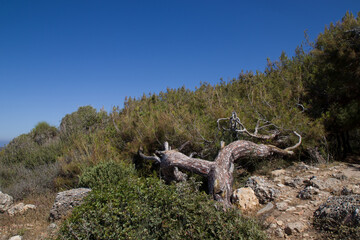 Fototapeta na wymiar tree root in bushes on sky background