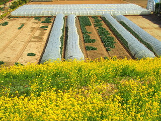Obraz premium 満開の菜の花咲く江戸川土手から見る野菜畑風景