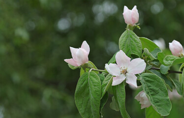 Blooming quince tree.