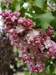 A branch of double lilac with flowers of soft pink color.