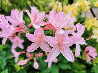 Flowers and buds of pink rhododendron in the botanical garden of St. Petersburg.