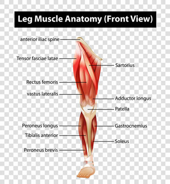 Diagram showing Leg Muscle Anatomy (Front View) on transparent background