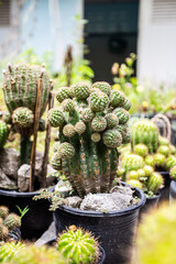 beautiful cactus in the garden