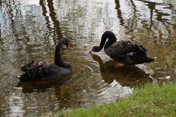 black swan on the lake