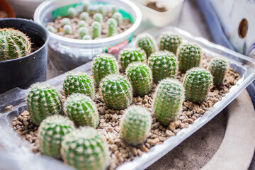 beautiful cactus in the garden