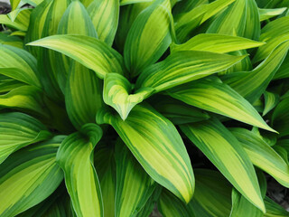 Green and yellow hosta leaves, side view, in the Botanical Garden of St. Petersburg..