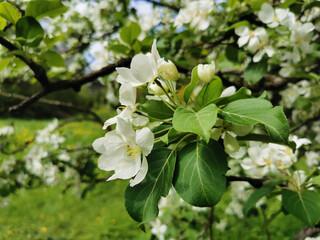 A branch of an apple tree with white flowers on a background of green and blue sky.