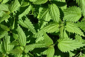 stinging nettles background with green leaves
