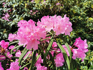 Pink-lilac flowers of the Makino rhododendron (Latin: rhododendron makinoi Tagg) in the botanical garden of St. Petersburg.
