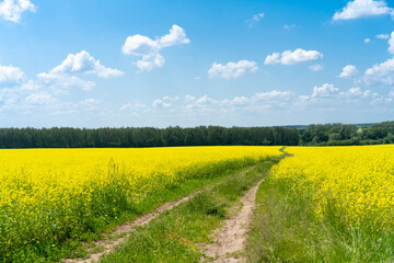 Fototapeta na wymiar rapeseed field with road to distance, summer and blue sky with white clouds