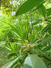 Young green new leaves of rhododendron in the botanical garden of St. Petersburg..