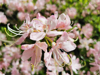 Flowers of pale pink rhododendron Vaseyi (Latin: rhododendron vaseyi (A. Gray) in the botanical garden of St. Petersburg.