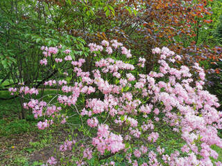 Obraz premium Flowers of pale pink rhododendron Vaseyi (Latin: rhododendron vaseyi (A. Gray) in the botanical garden of St. Petersburg.