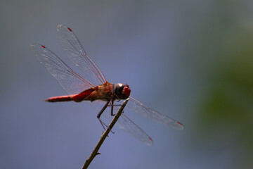 closeup of a red dragonfly resting on a branch with natural green background