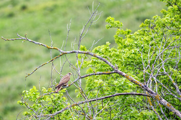 Faucon perché dans un arbre