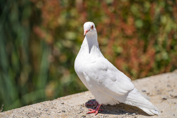 Close-up of a white pigeon with red eyes. 
