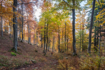 landscape of golden orange and red colors of autumn alps slovenia italy low clouds and first snow bright sunny day