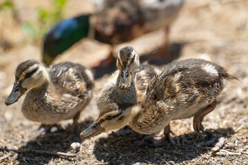 Mallard Ducklings (Anas platyrhynchos) by the shore of a lake.