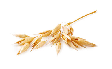 Ears of oats isolated on white background. Oat plant for package design.