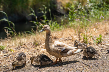 A female mallard (Anas platyrhynchos)  with little ducklings. 	