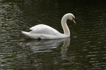 white swan on the lake