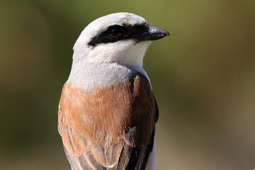 portrait de pie grièche écorcheur mâle