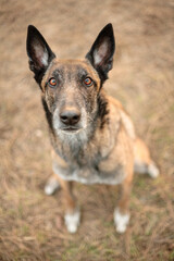 older malinois belgian shepherd working dog sitting and looking up at the camera