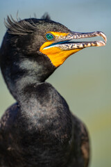 Portrait of double-crested cormorant (phalacrocorax auritus)