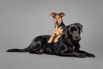 two dogs a black labrador retriever and a dachshund terrier mix lying on each other on a grey...