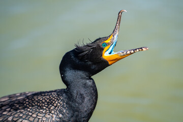 Close up of double-crested cormorant (phalacrocorax auritus) with its beak open.