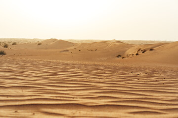 Fototapeta na wymiar Yellow sand dunes in Dubai desert for a background
