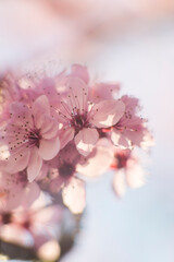 pink cherry blossom in spring